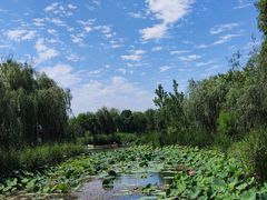 -武清南湖绿博园