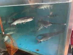 鸭嘴鱼-漓江又一軒·广西菜·桂林米粉(梅林店)