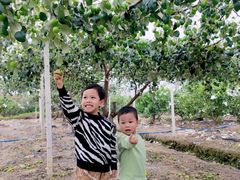 -新塘水果乐园(东洲大道店)