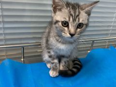 -瑞派·关忠动物医院·猫专科·犬专科(三环新城店)
