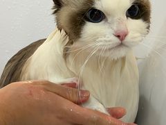 -momokira米努特·德文卷毛猫·棉花面纱犬