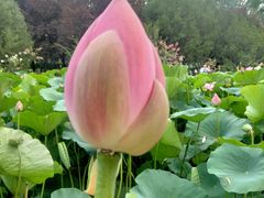-莲花池公园