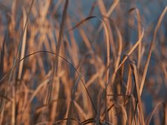 -野鸭湖国家湿地公园