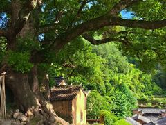 -杨家堂村