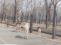 -秦皇岛野生动物园