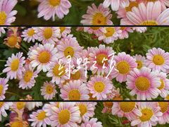 -沈阳植物园
