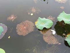 -荷塘月色湿地公园·向阳花洲