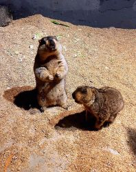 -酷嗒动物文化乐园(cutezoo西溪乐天城店)