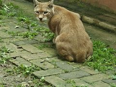 -青藏高原野生动物园