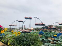 -荷兰花海