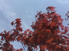 -昆山城市生态森林公园