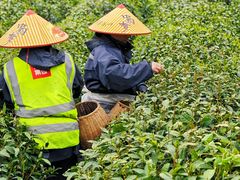 -野蔓果·山野菜(西湖景区·龙井茶田店)