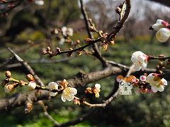 -梅花山(明孝陵内)