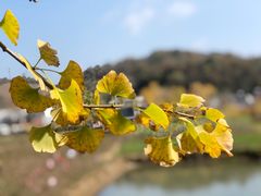 -千年银杏谷文化旅游区
