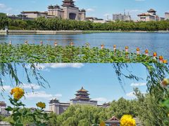 -莲花池公园