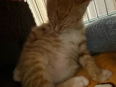 -瑞派康怡24h宠物医院·犬猫医疗中心·微创绝育(瑞景分院)