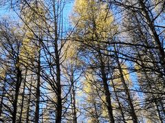 -塞罕坝国家级自然保护区