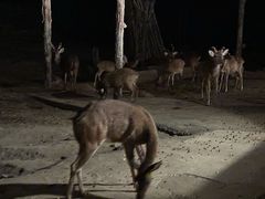 -清迈夜间动物园