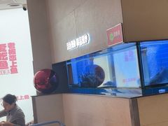 -老板恋上鱼(恒隆广场店)