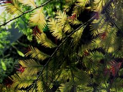 -国家植物园南园