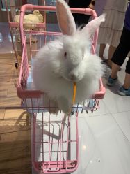-Moni星球萌宠·小马宝莉·灵蛇·高端高阶全萌宠互动体验俱乐部(红豆国际广场店)