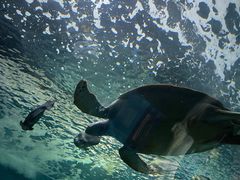 -上海海洋水族馆