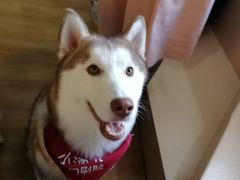 -Husky Go! 哈士奇体验馆·宠物咖啡厅狗咖