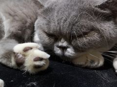 -more than meow吴止猫主题餐厅(承德 中船汇店)