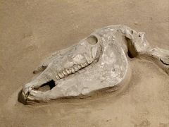 -洛阳周王城天子驾六博物馆