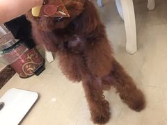 -爱宠屋pet shop·宠物洗澡·宠物美容