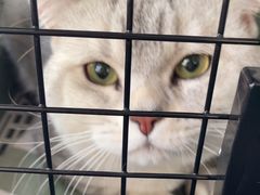 -瑞派宠物医院·犬猫全科·猫友好(宾水西道店)