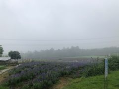 -紫颐香薰山谷景区