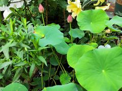 -小隐院子·庭院餐厅(大学城后湖店)