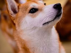-逗柴咖啡屋·狗咖猫咖宠物桌游