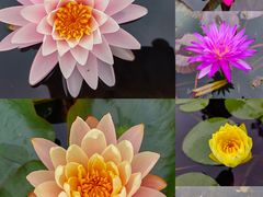 -中国科学院华南植物园