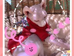 -藏猫猫咖啡主题馆(中央大道店)