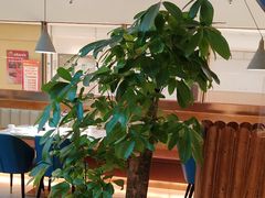 -悦海·家宴·冰花皮皮虾大锅贴(宝龙店)