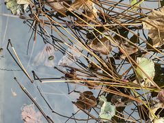 -四川大学(华西校区)