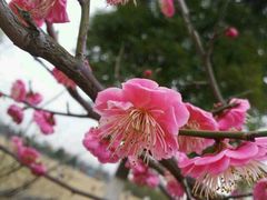 -香雪海