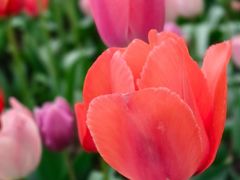 -洛阳郁金香牡丹园