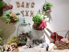 -共舞时光猫咖·狗咖(新街口店)