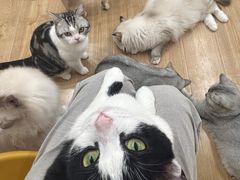 -有喵·猫咖·狗咖·30几只猫10只小狗(岗厦店)