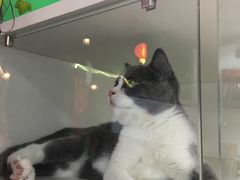 -李小姐の猫咖啡馆(五角场店)