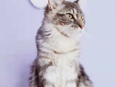 -十年猫舍·猫咪专门店(普陀店)