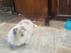 -猫咪博物馆(顶澳仔猫街店)