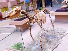 -陕西自然博物馆