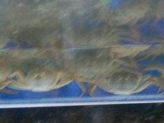 -阳澄湖大闸蟹·琼灵阁牌品牌连锁(吴中总店)