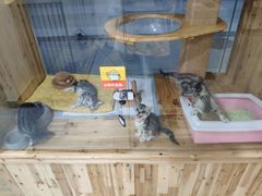 -有宠宠物(YOUCOIN·未来店)