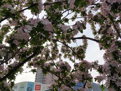 -凯德MALL(望京店)