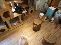 -more than meow吴止猫主题餐厅(承德 中船汇店)